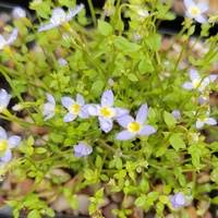 Houstonia caerulea 'Millard's Variety'